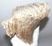 Mammuthus primigenius tooth (1086 grams) Woolly Mammoth