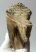 Mammuthus primigenius tooth (1086 grams) Woolly Mammoth