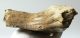 Mammuthus primigenius tooth (1086 grams) Woolly Mammoth