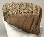 Mammuthus primigenius partial tooth (1538 grams)