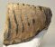 Mammuthus primigenius partial tooth (1538 grams)