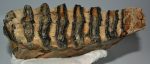 Mammuthus meridionalis tooth (253 mm) Southern mammoth