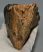 Mammuthus meridionalis tooth (253 mm) Southern mammoth