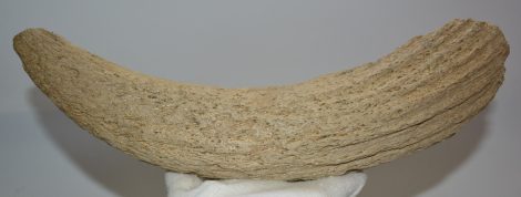 Bos primigenius partial horn bone (366 mm)
