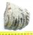 Mammuthus meridionalis részleges fog (585 gramm)