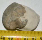 Micraster részleges tengeri sün kőzetben