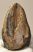 Mammuthus primigenius részleges fog (725 gramm) Mammuthus primigenius részleges fog (725 gramm)