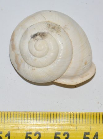 Tacheocampylaea doderleini (31,5 mm) from Hungary Várpalota