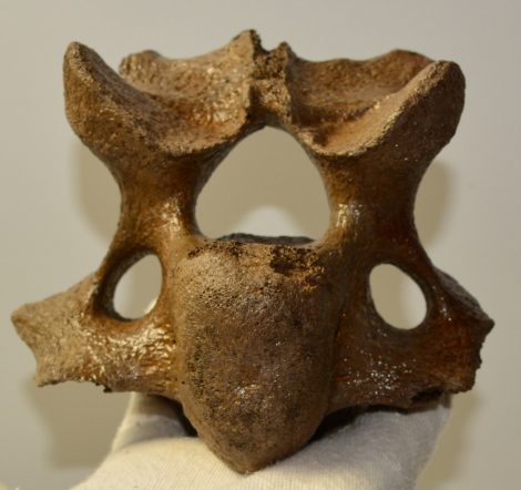 Rhinoceros partial cervical vertebra