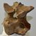 Rhinoceros partial cervical vertebra