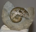 Harpoceras ammonitesz Angliából