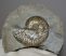 Harpoceras ammonites from Yorkshire