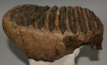 Mammuthus meridionalis tooth (2676 grams) Southern Mammoth