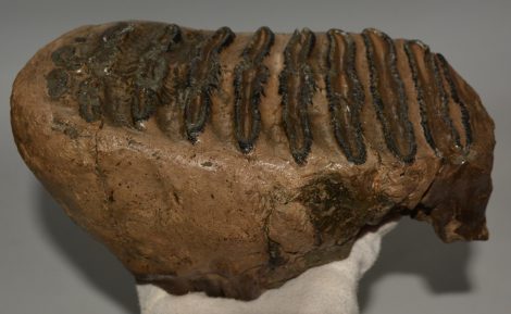 Mammuthus meridionalis tooth (2676 grams) Southern Mammoth