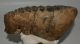 Mammuthus meridionalis tooth (2676 grams) Southern Mammoth
