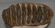 Mammuthus meridionalis tooth (2676 grams) Southern Mammoth