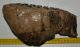 Mammuthus meridionalis tooth (2676 grams) Southern Mammoth