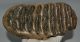 Mammuthus meridionalis tooth (2676 grams) Southern Mammoth