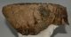 Mammuthus meridionalis tooth (2676 grams) Southern Mammoth