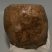 Mammuthus meridionalis tooth (2676 grams) Southern Mammoth