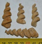4 Turitella sp. from Hungary