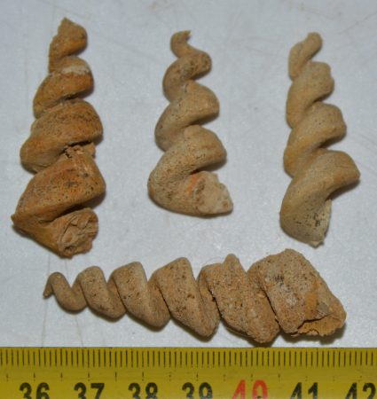 4 db Turitella sp. csiga kőbél 