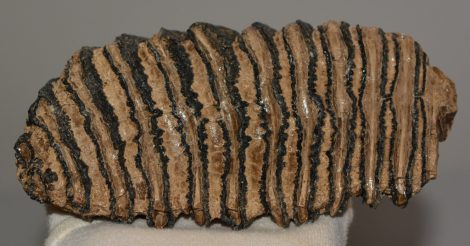 Mammuthus primigenius fog (782 gramm) gyapjas mamut