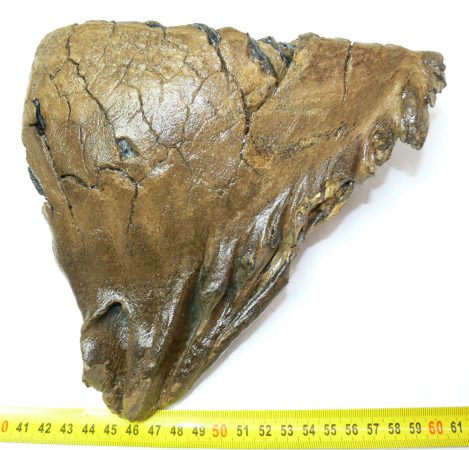 Mammuthus primigenius tooth (1783 grams)