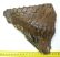 Mammuthus primigenius tooth (1783 grams) SOLD (LL B) 08