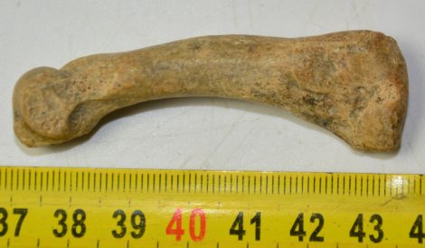 Ursus spelaeus metapodial finger bone ( 67 mm) Cave Bear