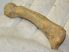 Ursus spelaeus metapodial finger bone ( 67 mm) Cave Bear