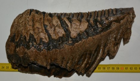 Mammuthus primigenius tooth (2644 grams) Mammuthus primigenius tooth (2644 grams)