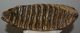 Mammuthus primigenius tooth (2644 grams) Mammuthus primigenius tooth (2644 grams)