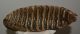 Mammuthus primigenius tooth (2644 grams) Mammuthus primigenius tooth (2644 grams)