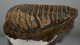 Mammuthus primigenius tooth (2644 grams) Mammuthus primigenius tooth (2644 grams)