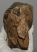 Mammuthus primigenius tooth (2644 grams) Mammuthus primigenius tooth (2644 grams)