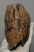Mammuthus primigenius tooth (2644 grams) Mammuthus primigenius tooth (2644 grams)