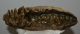 Mammuthus primigenius tooth (2644 grams) Mammuthus primigenius tooth (2644 grams)