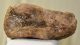 Mammuthus sp. részleges lunatum (lábfej) csont