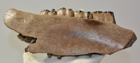 Equus sp. részleges ló állkapocs (223 mm)