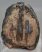 Mammuthus meridionalis részleges fog (1232 gramm) ELFOGYOTT (J) 06