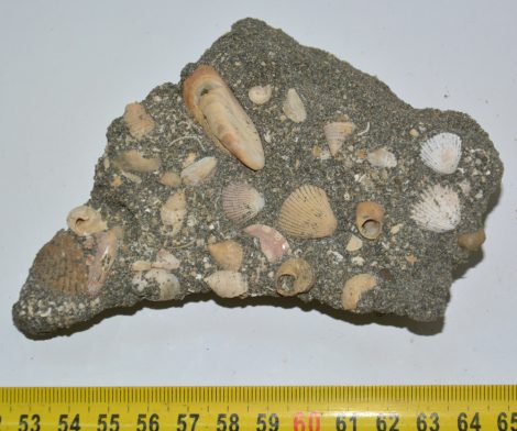 Modiolus incrassatus, Gerastoderma vindoboense fossil from Hungary