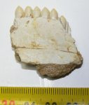 Eutrichiurides sp. partial jaw 