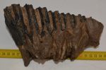 Mammuthus meridionalis tooth (1665 grams) Southern Mammoth