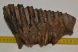 Mammuthus meridionalis fog (1665 gramm)