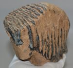 Mammuthus primigenius fog (1570 gramm) gyapjas mamut