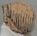 Mammuthus primigenius fog (1570 gramm) gyapjas mamut