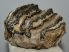Mammuthus meridionalis részleges fog (499 mm)