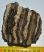 Mammuthus meridionalis részleges fog (499 mm)