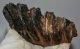 Mammuthus meridionalis partial tooth (528 grams) Southern mammoth